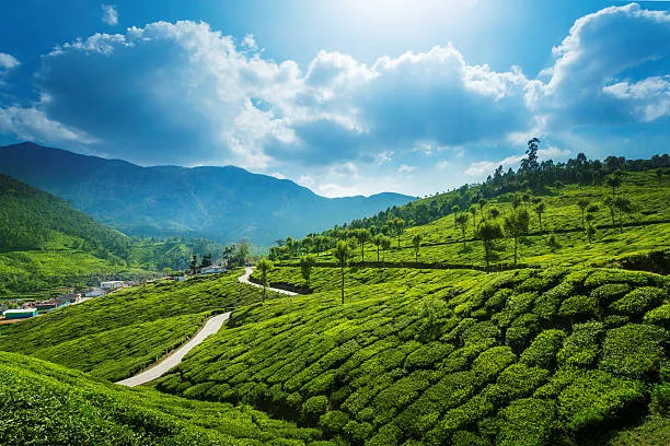 Munnar Tea Gardens