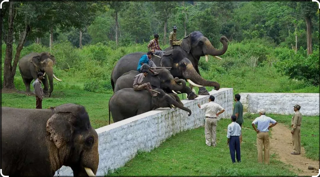 Coorg Travel Guide: Why This 'Scotland of India' Belongs on Your Bucket List